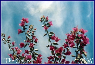 The Galilee flowers