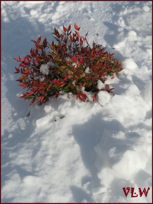 snowy bush (2)