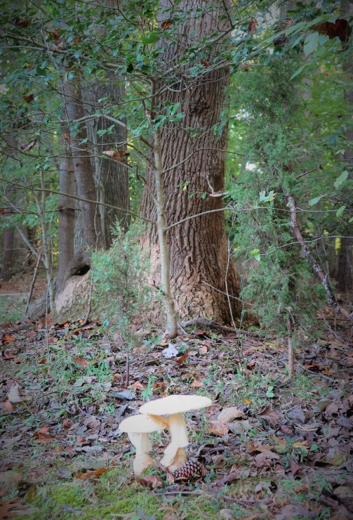 mushrooms-with-tree
